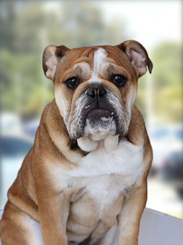 Tua The Bulldog