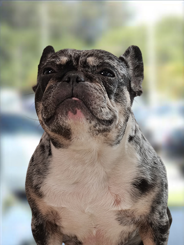 Oreo